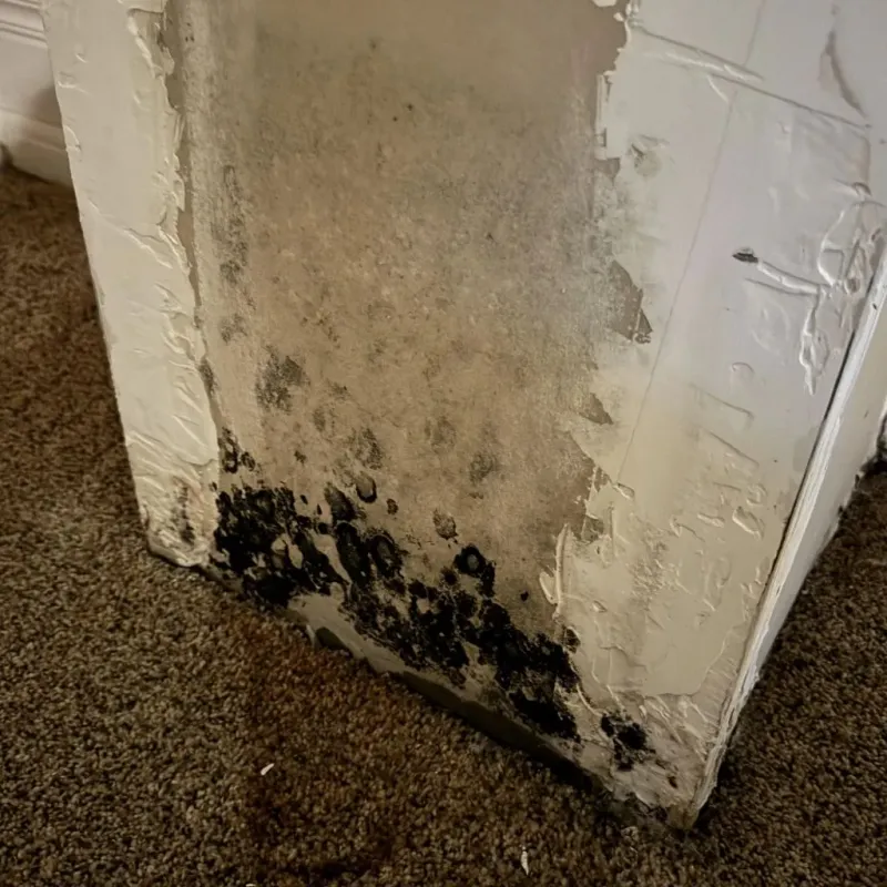 Professional Mold Removal in Novi, MI